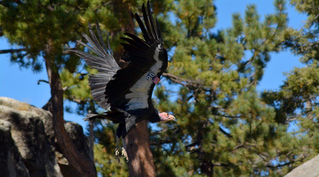 México celebra el Día Mundial de los Animales