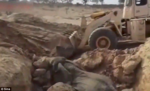 #Video Rescatan a familia de elefantes con retroexcavadora