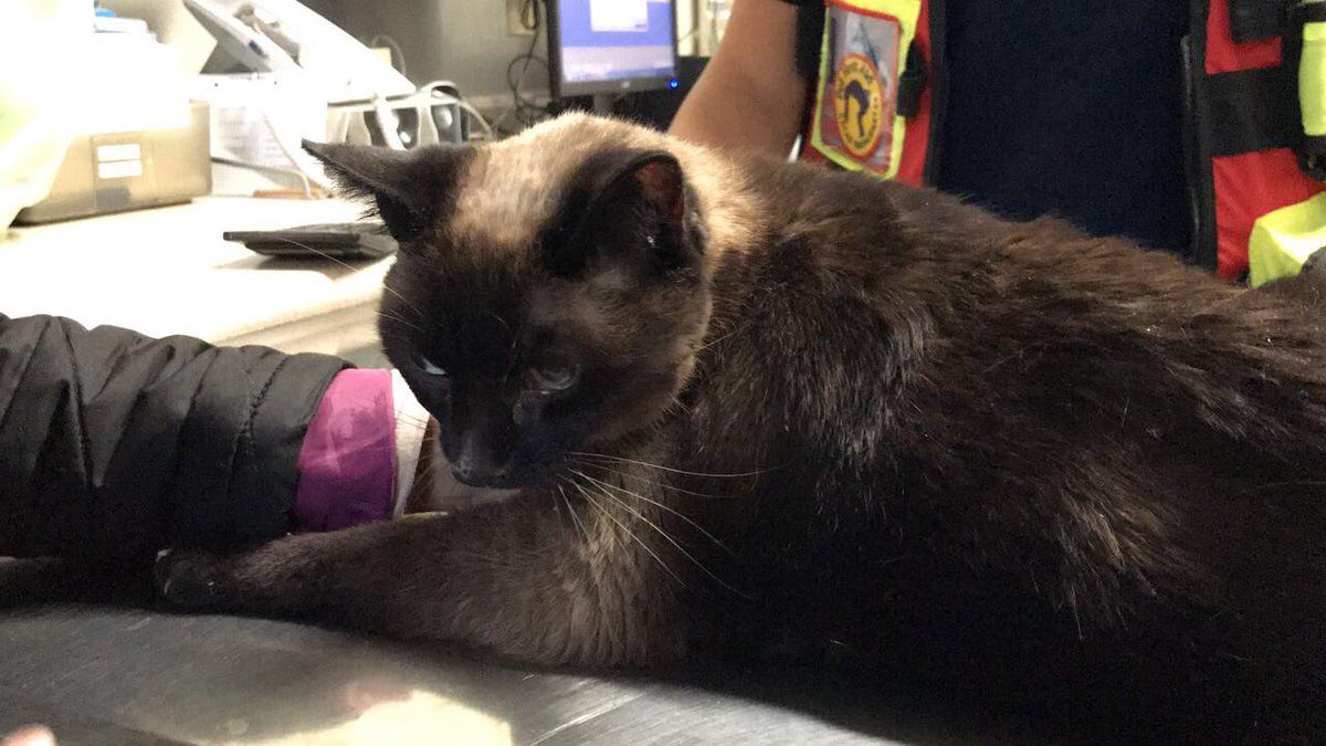 Tras 23 días atrapada, rescatan a gata de edificio a punto de ser demolido