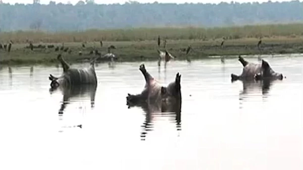 Mueren 100 hipopótamos en Namibia