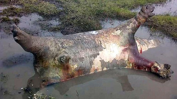 Mueren 100 hipopótamos en Namibia - hipo-4