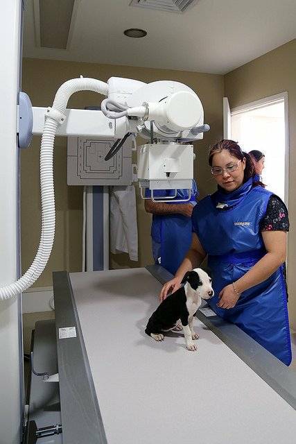 Otorgan certificación al Hospital Veterinario de la Ciudad de México - hospital-veterinario1