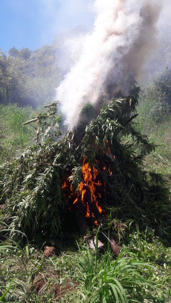 Destruyen más de 27 mil plantas de mariguana en Jalisco - mariguana-fiscaliajal