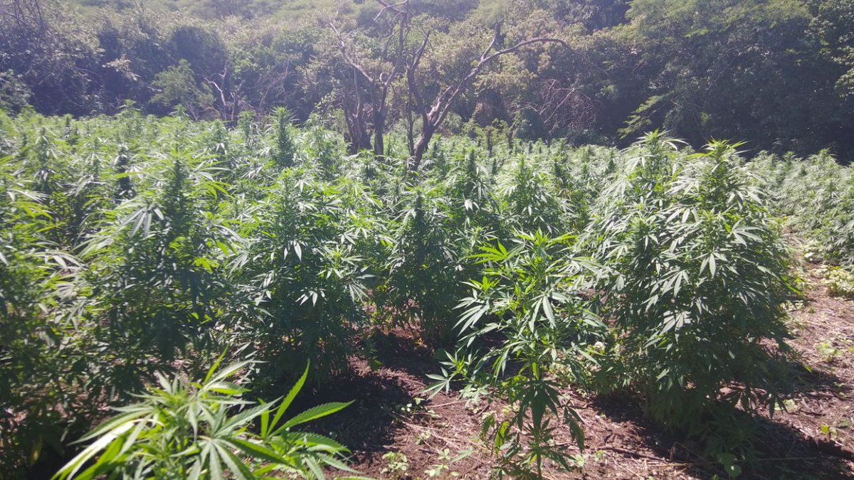 Destruyen más de 27 mil plantas de mariguana en Jalisco