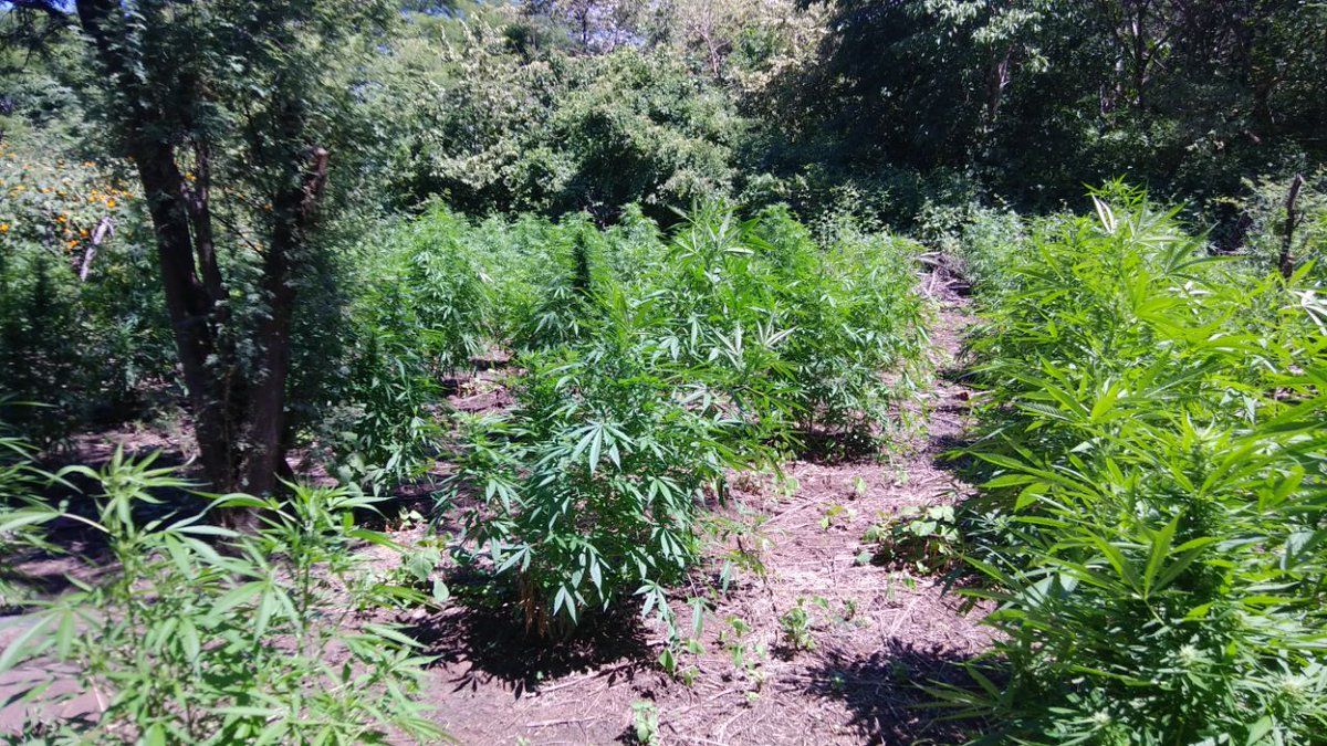 Aseguran casi una tonelada de mariguana en Guadalajara