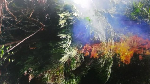 Incineran más de 700 mil plantas de mariguana en Jalisco