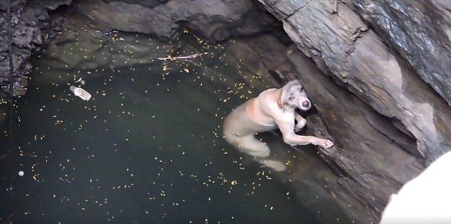 #Video Salvan vida de perrita que cayó a un pozo en India