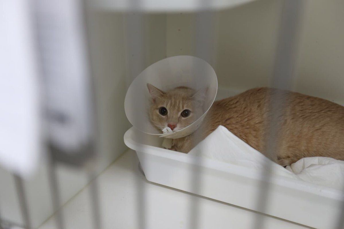 Otorgan certificación al Hospital Veterinario de la Ciudad de México - perritos-3