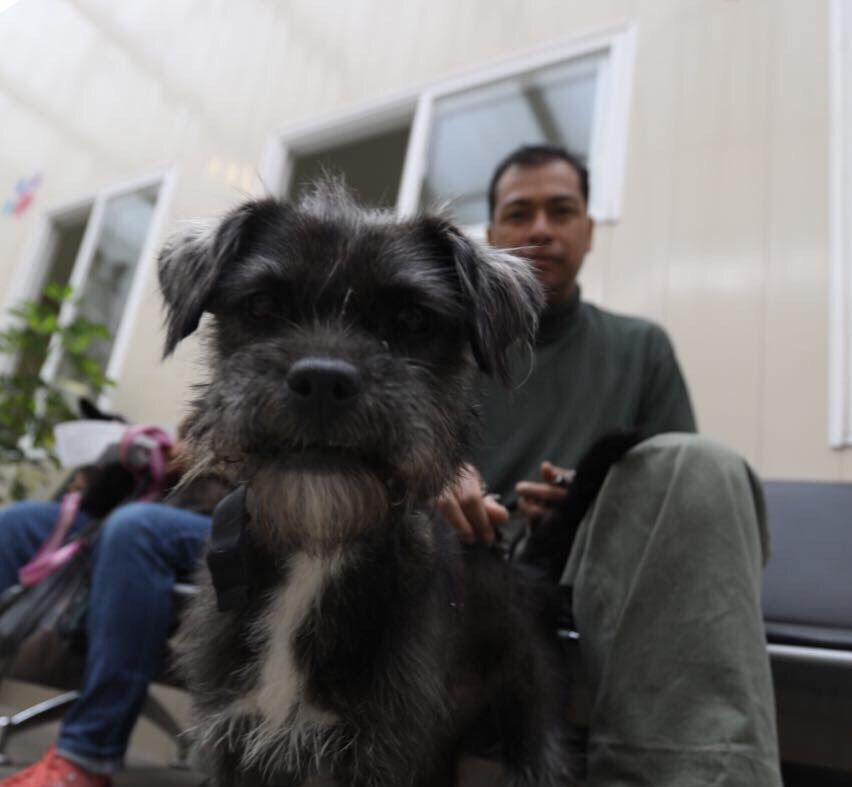 Otorgan certificación al Hospital Veterinario de la Ciudad de México Otorgan certificación al Hospital Veterinario de la Ciudad de México