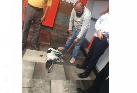 Rescatan a perro que caminaba en las vías de Metro Velódromo - perro-rescatado-estacion-Metro-Velodromo_MILIMA20171029_0129_11