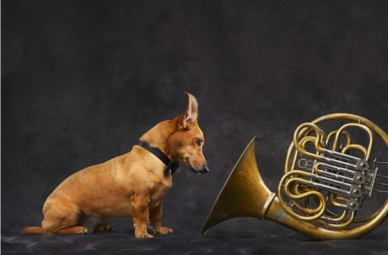 Perros prefieren la música para relajarse