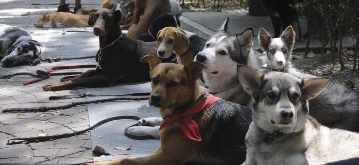 Preparan registro de mascotas para Ciudad de México