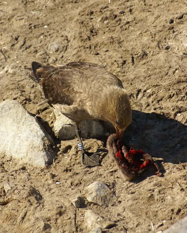Mueren más de 40 mil crías de pingüinos en la Antártida - pingüino-2