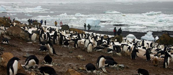 Mueren más de 40 mil crías de pingüinos en la Antártida