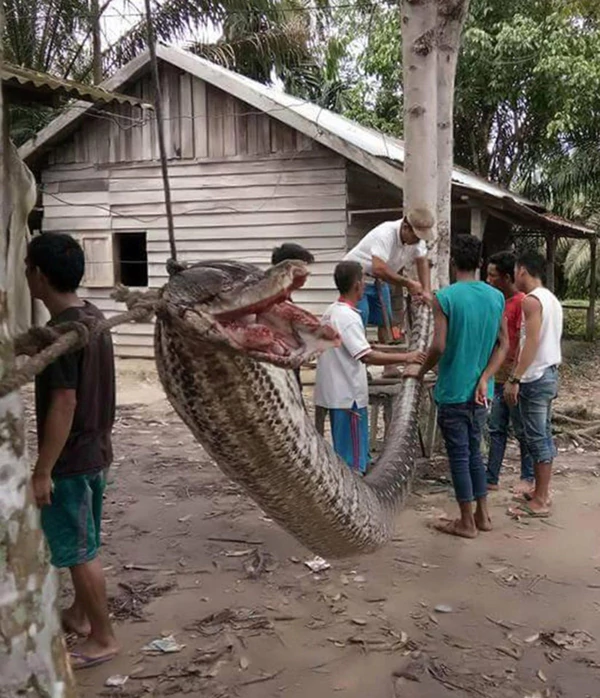 Hombre pierde su brazo luchando con una pitón gigante en Indonesia - piton-gigante-indonesia
