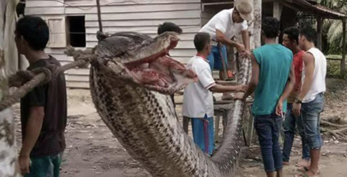 Hombre pierde su brazo luchando con una pitón gigante en Indonesia