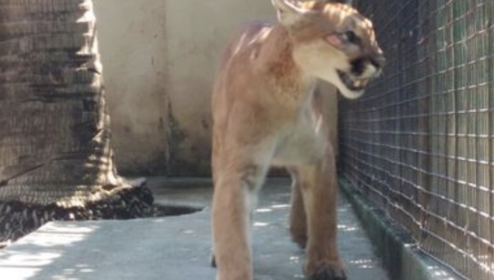 PROFEPA reintegra a puma y boa encontrados en calles de Tepic