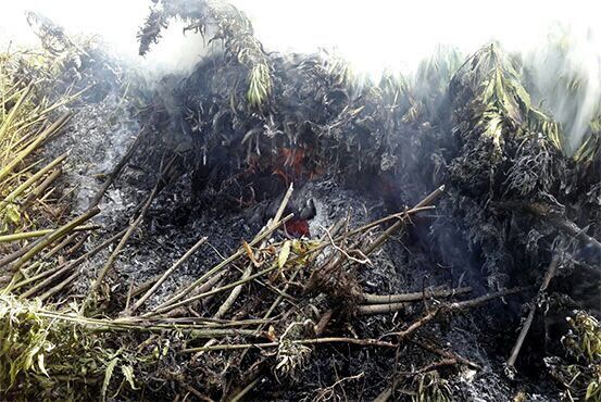 Incineran más de 700 mil plantas de mariguana en Jalisco - quema-mariguana-jalisco