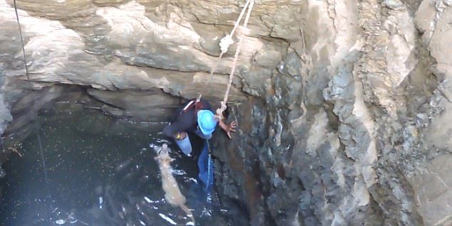 #Video Salvan vida de perrita que cayó a un pozo en India - rescate-perra-india