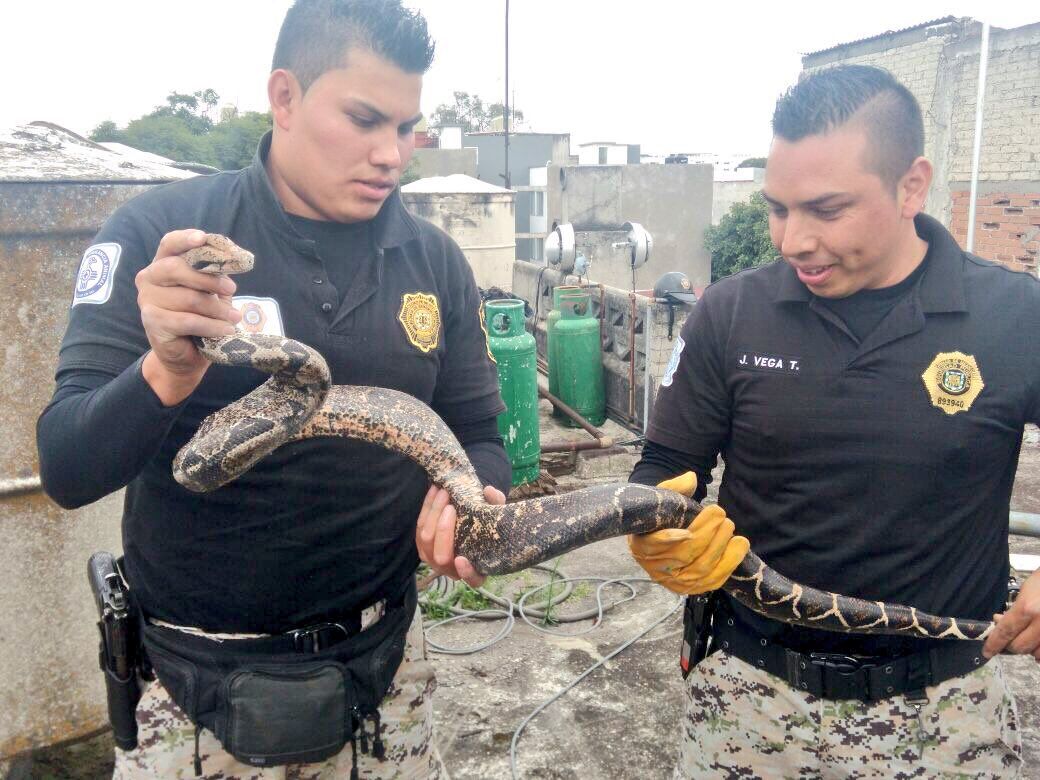 Rescatan serpiente de metro y medio en la Narvarte