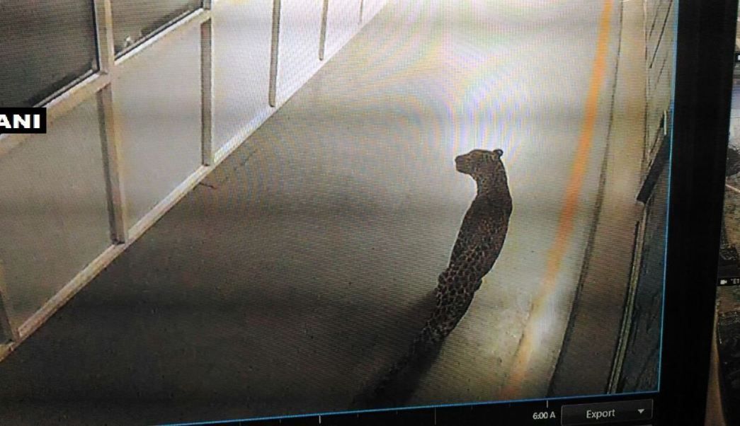 Leopardo fuerza detención de fábrica de autos en India