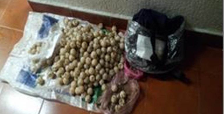 Decomisan 315 huevos de tortuga en Guerrero