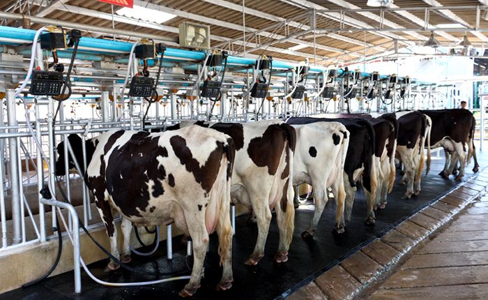 Los problemas de consumir carne con clembuterol