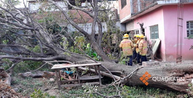 Vientos provocan afectaciones en Oaxaca - vientos-oaxaca