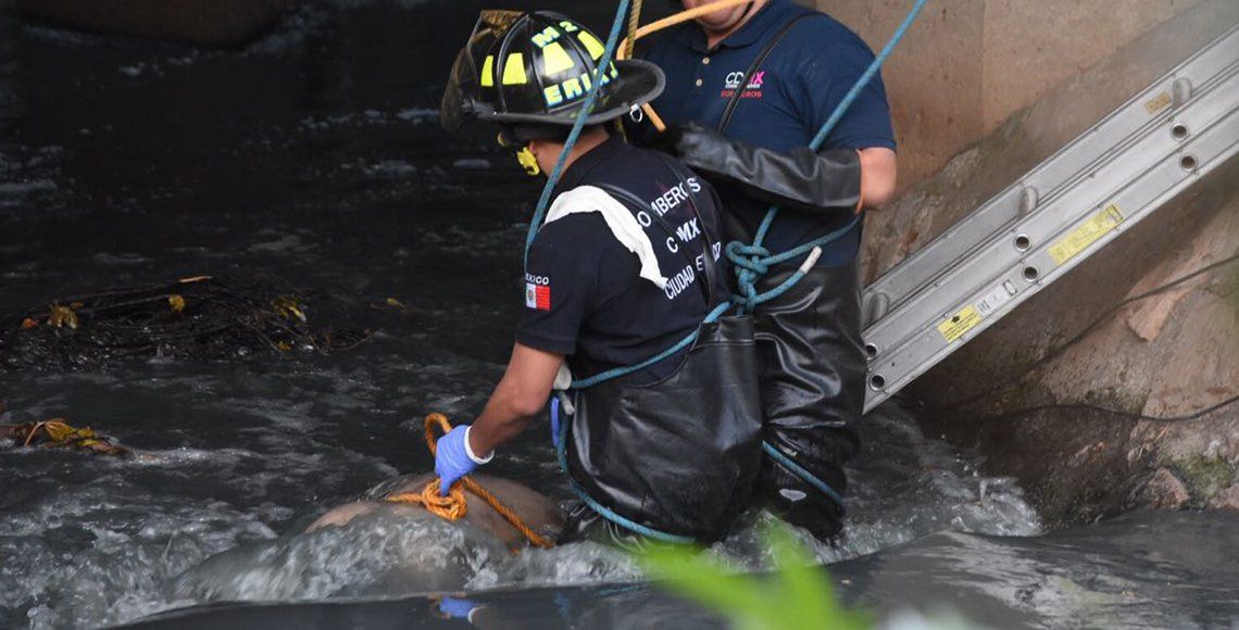 Encuentran en la GAM cuerpo flotando en canal de aguas negras - Cadáver-acueducto