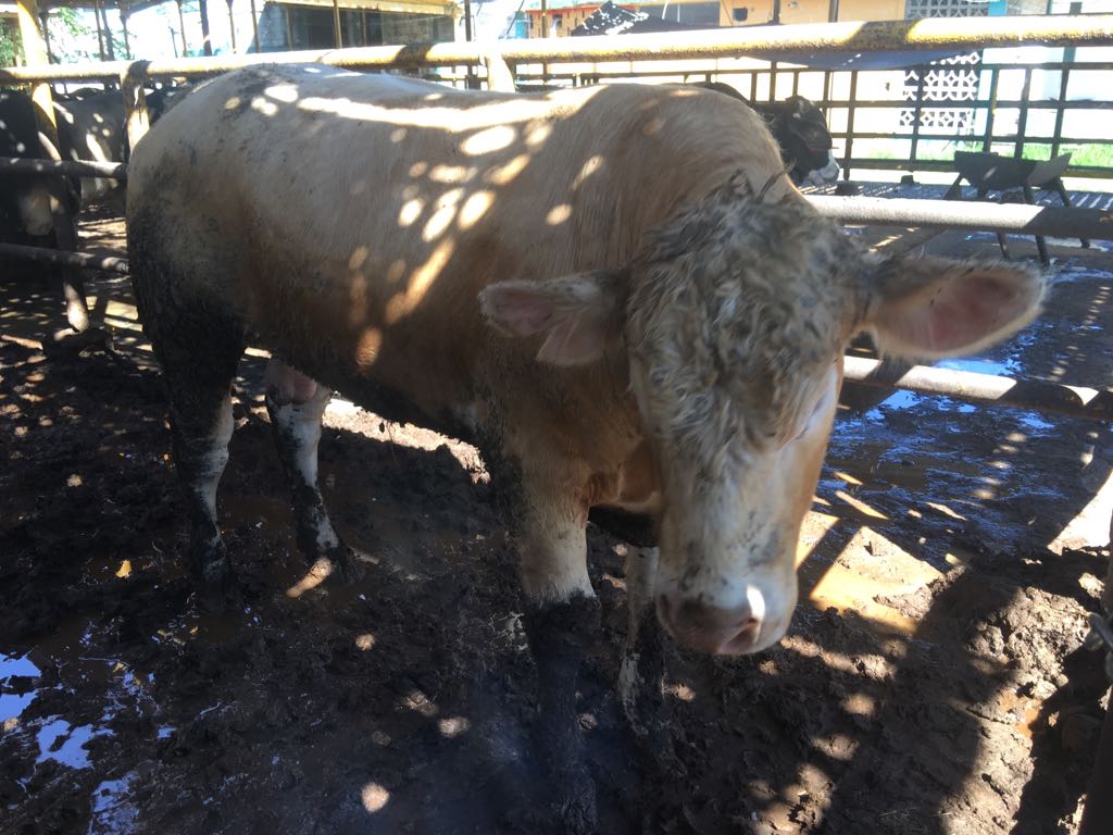 Investigan rastro en Tampico por presunto uso de clembuterol