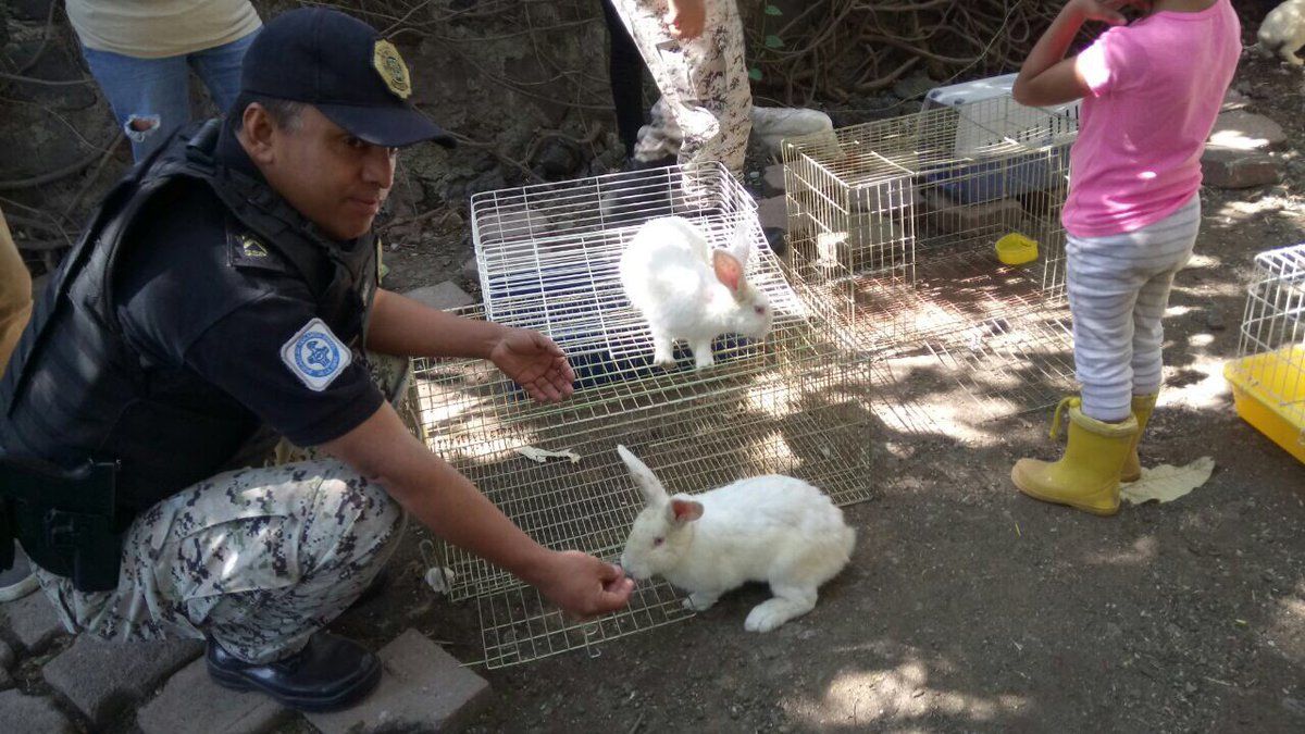 Liberan a más de 50 conejos rescatados tras sismo