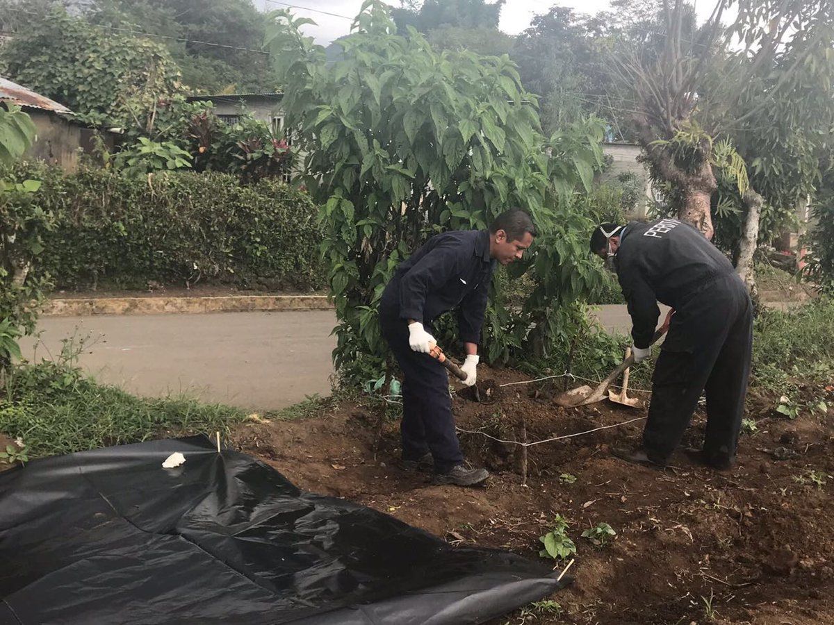 Hallan 11 cadáveres de perros envenenados en Veracruz