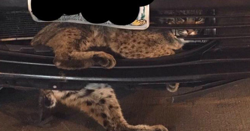 Gato salvaje sobrevive viaje de 80 kilómetros atorado en vehículo