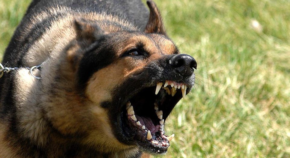 Ataque de perro deja tres lesionados en Hidalgo