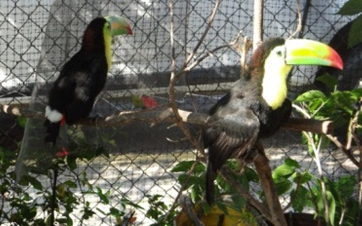 Rescatan dos ejemplares de tucán real en Chiapas