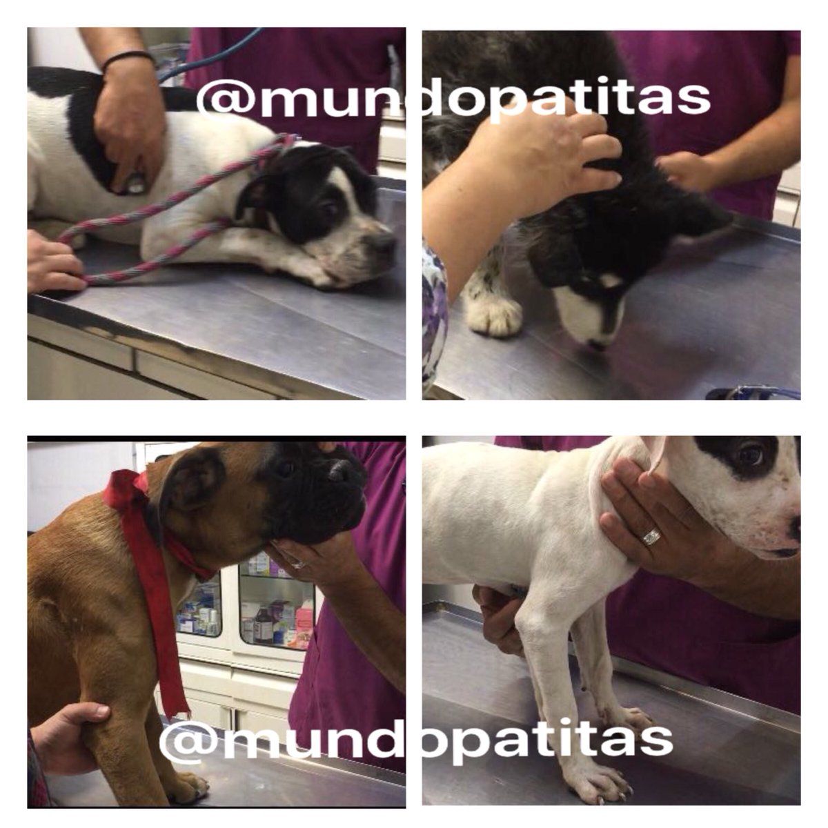 Catean vivienda donde maltrataban animales en la Narvarte - Rescate-Perros-Xoxhicalco-2