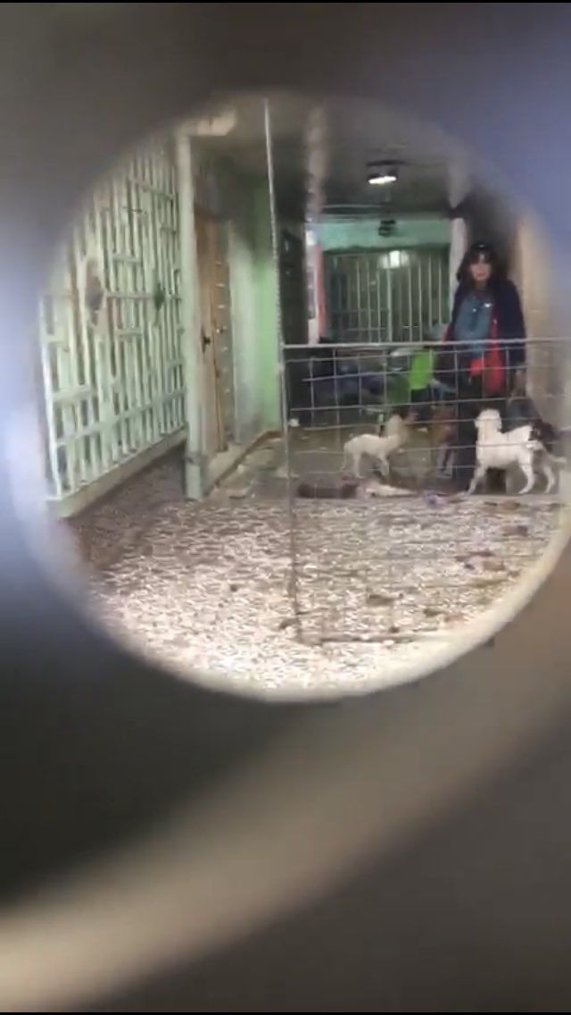 Catean vivienda donde maltrataban animales en la Narvarte - Rescate-Perros-Xoxhicalco-3