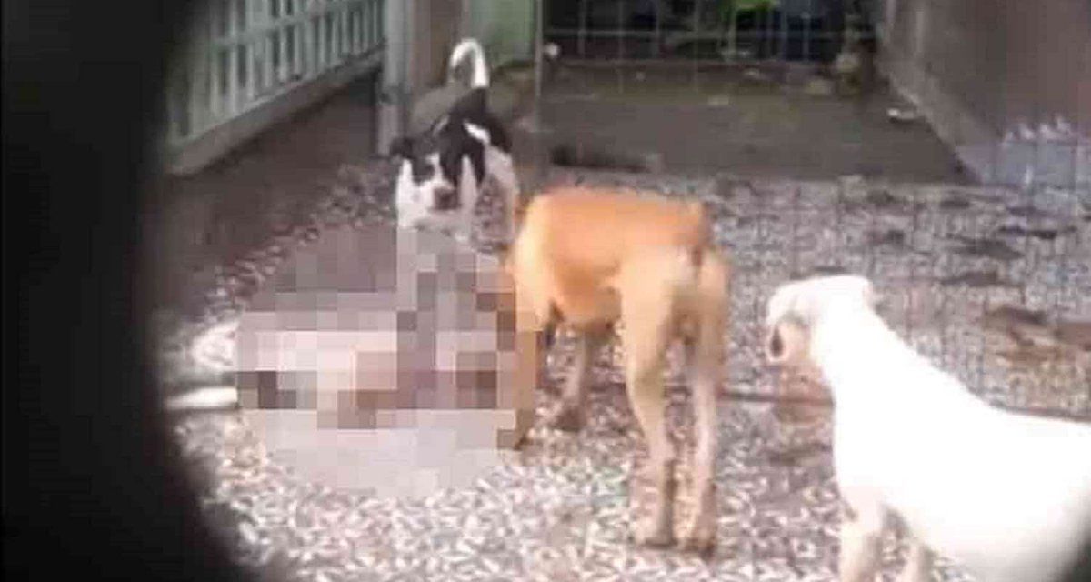 Catean vivienda donde maltrataban animales en la Narvarte