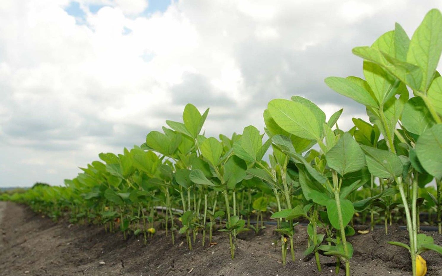 Revocan permiso a Monsanto para siembra de soya en siete estados