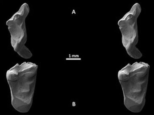 Descubren en Inglaterra fósiles de los ancestros más antiguos de los humanos - Teeth-under-electron-microscope-small-web-300x223