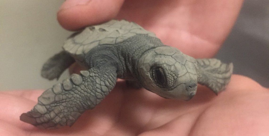 PROFEPA libera a 97 crías de tortuga golfina en Acapulco - Tortugas-GUERRERO1