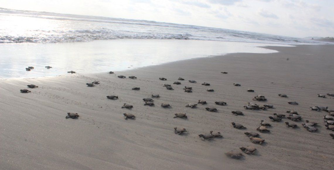 PROFEPA libera a 97 crías de tortuga golfina en Acapulco PROFEPA libera a 97 crías de tortuga golfina en Acapulco