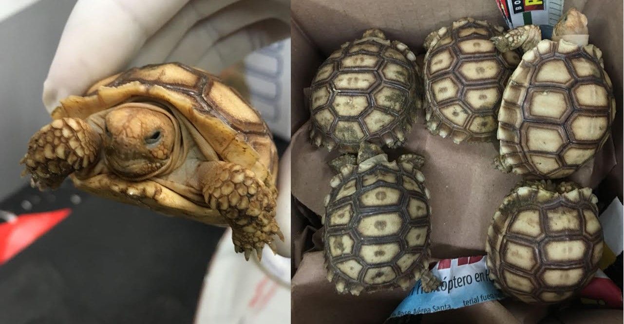 Rescatan a cinco tortugas terrestres en la GAM