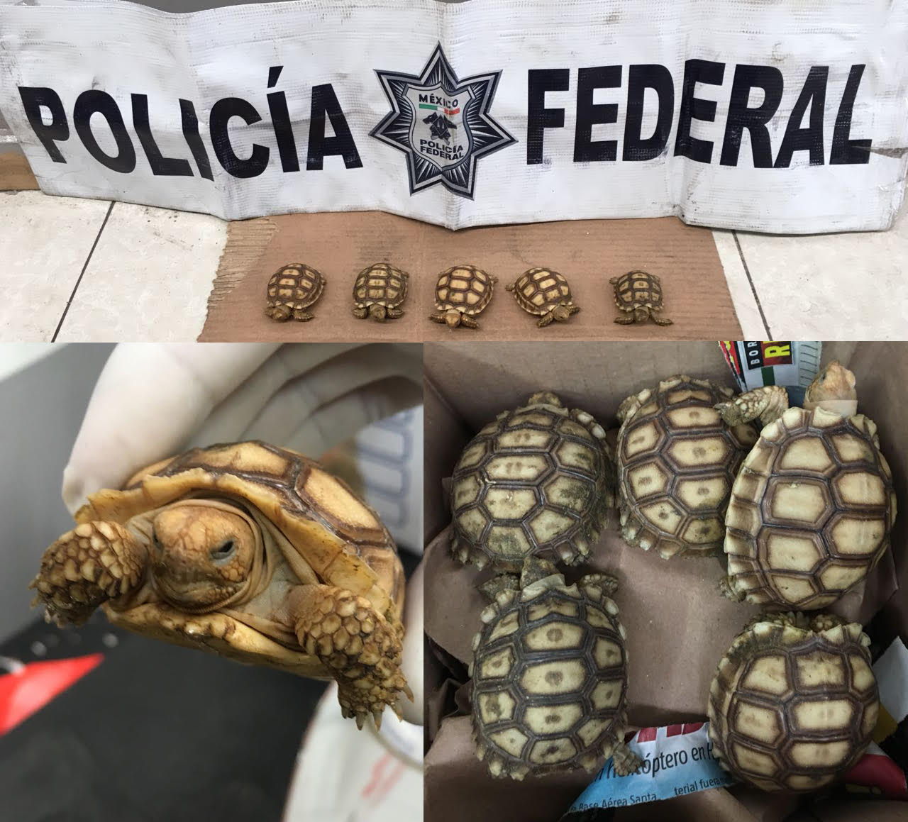 Rescatan a cinco tortugas terrestres en la GAM - Tortugas-Policía-Federal