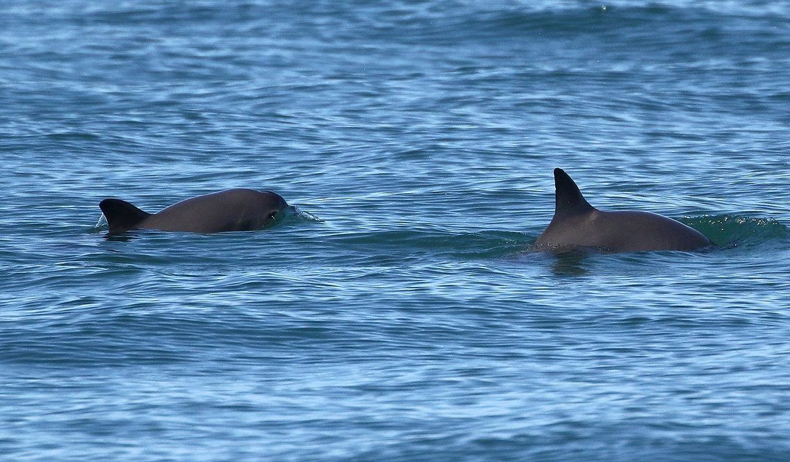 Misión de protección para vaquitas marinas logra 32 avistamientos