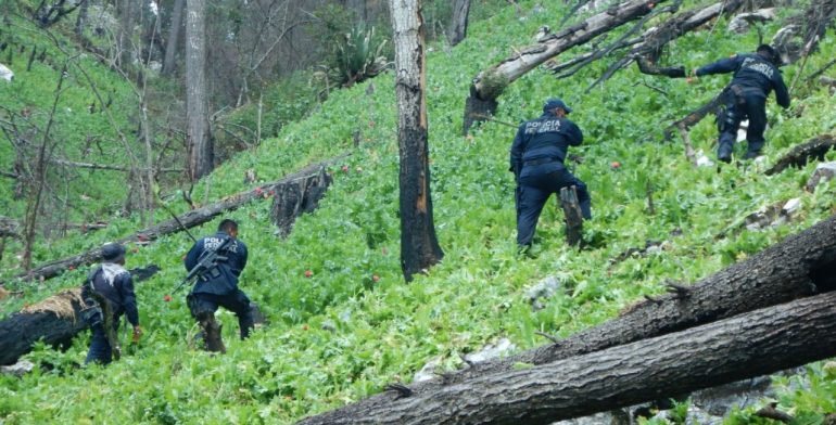 PF destruye 12 sembradíos de amapola en Guerrero