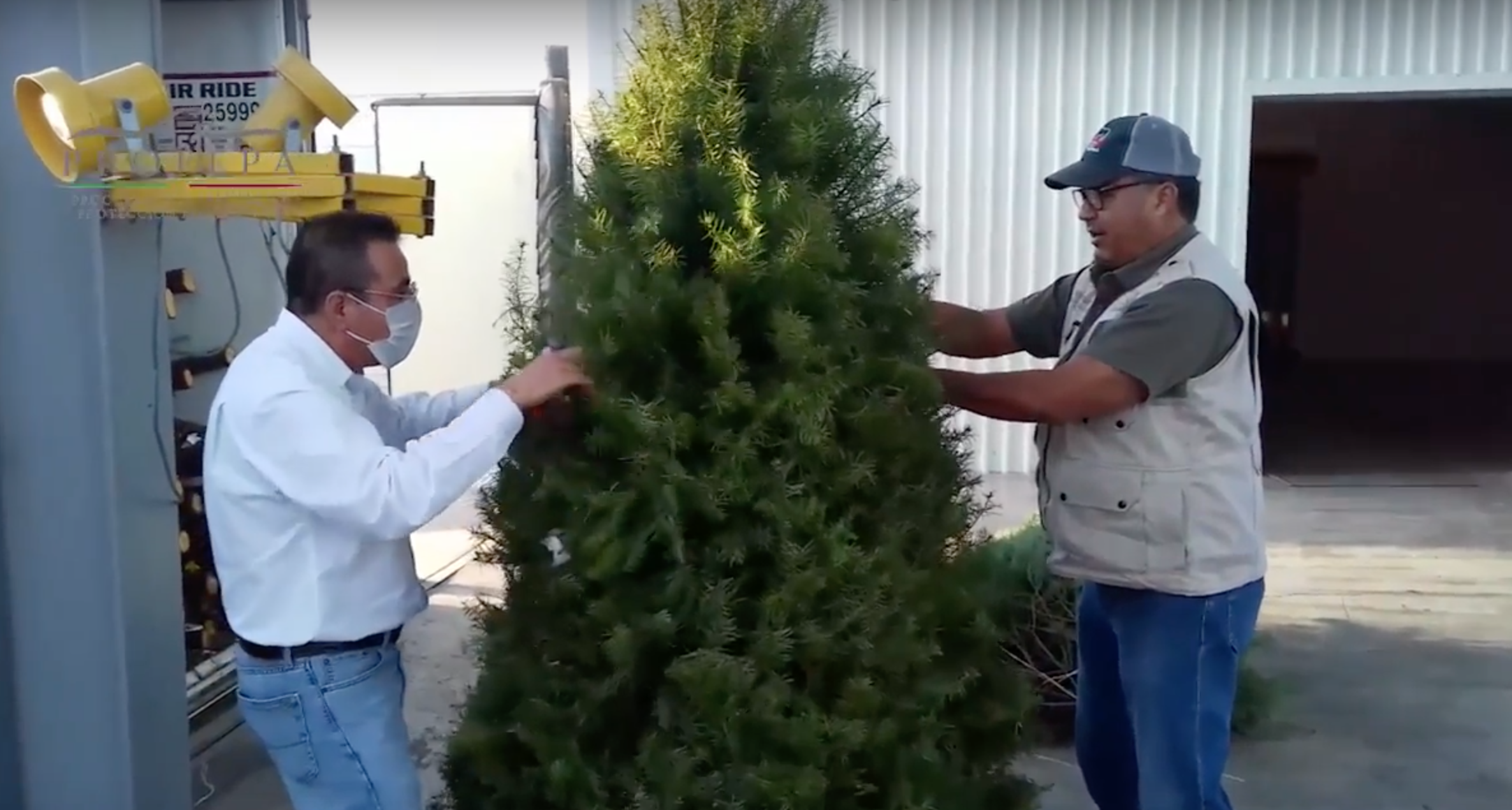 Profepa regresa cargamento con 631 árboles de navidad con plaga