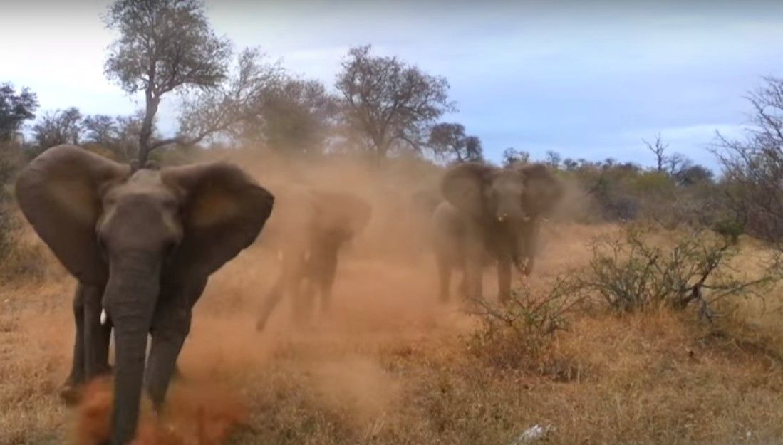 #Video Elefante ataca camioneta con turistas en Sudáfrica