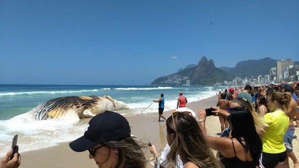 Ballena de 12 metros aparece muerta en playa de Ipanema