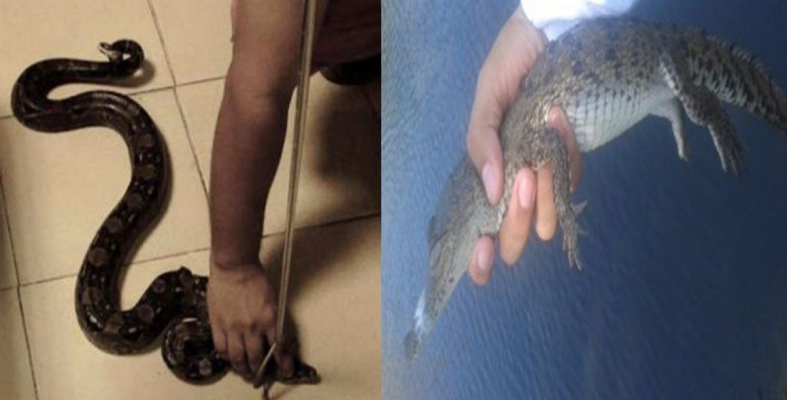 Profepa rescata dos boas y un cocodrilo en Acapulco